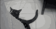 Cat Black Cat GIF
