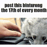 a person petting a cat with the words post this binturong the 17th of every month on the bottom