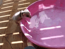 Little Piggie Wade GIF - Pigs Piglets Wading GIFs