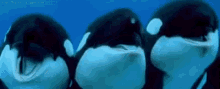 Happy Whales GIF - Orca Whales Happy GIFs