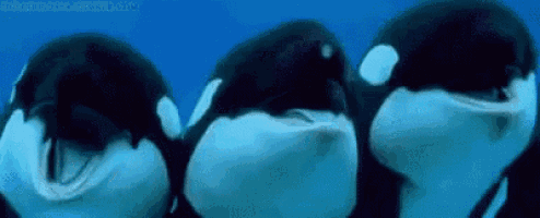 orca-whales.png