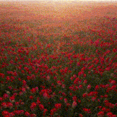 a field of red flowers with a sunset in the distance