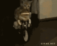 Cat Bike GIF