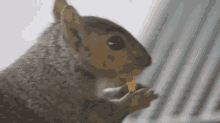 Squirrel GIF - Squirrel Eating GIFs