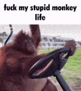 a monkey is driving a golf cart with the caption fuck my stupid monkey life