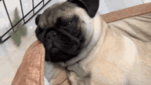 Dog Pug GIF - Dog Pug Squish GIFs