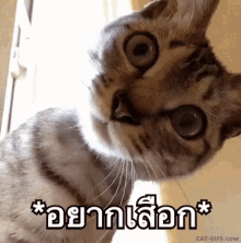 อยากเสือก GIF - Cat Curious Tell Me More GIFs