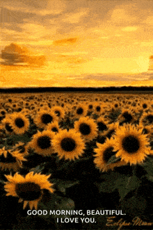 a field of sunflowers with the words good morning beautiful i love you at the bottom