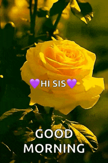 Flower Yellow Rose GIF