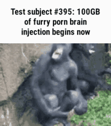 Test Subject Porn Brain Injection Begins Now GIF - Test Subject Porn Brain Injection Begins Now Monkey GIFs