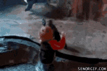 a hamster wearing a red scarf is being held by another hamster .