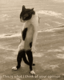 Cats This Is What I Think Of Your Opinion GIF - Cats This Is What I Think Of Your Opinion Funny GIFs