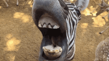 Teeth Jeer GIF - Teeth Jeer Zebra GIFs
