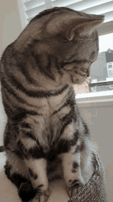 Boring Cat GIF - Boring Cat Yawn GIFs