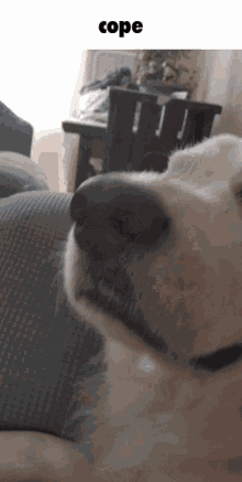 Cope Dog GIF - Cope Dog Pyrenees GIFs