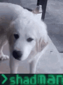Shad Dog GIF - Shad Dog Cute Dog GIFs