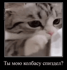 Komaru Cat Meme GIF - Komaru Cat Meme GIFs