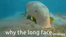 Dugong Seal GIF - Dugong Seal Manatee GIFs