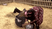 mencantatusonrisa milking goat