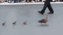 Duck Duckwalk GIF