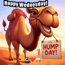 a cartoon camel holding a sign that says it 's hump day