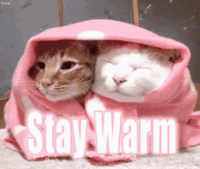 Kittens Stay GIF - Kittens Stay Warm GIFs