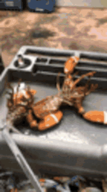 a couple of lobsters are sitting on top of a tray .