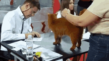 Doctor Cat GIF - Doctor Cat Caress GIFs
