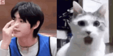 Sunghoon Sunghoon Cat GIF - Sunghoon Sunghoon Cat GIFs