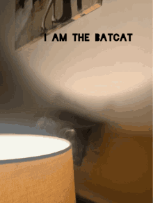 Batcat Cat GIF - Batcat Cat GIFs