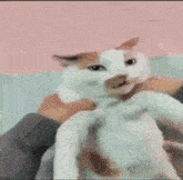 a person is petting a cat that is wearing a shirt with smiley faces