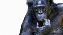 a chimpanzee is holding something in its mouth and looking at the camera on a white background .