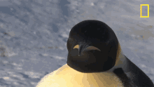 look around national geographic penguins emperor penguins speed launch out of the water stare