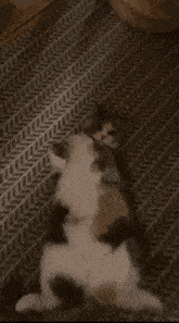 Katt Gunter GIF - Katt Gunter Cat GIFs