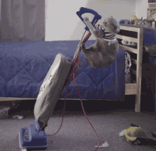 Cat Vacuuming GIF - Cat Vacuuming Cleaning GIFs