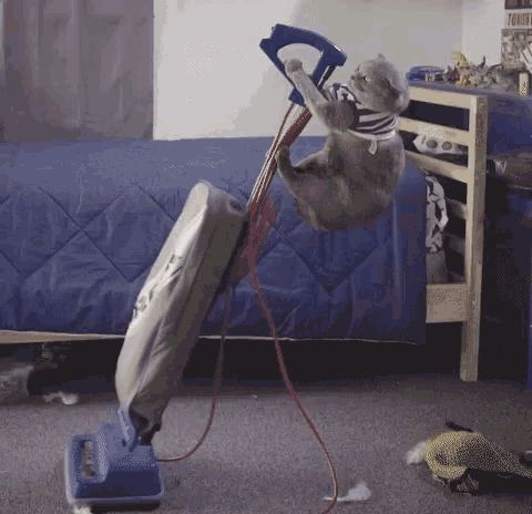cat-vacuuming.gif
