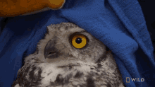 Let Me See Your Face Alaska Animal Rescue GIF - Let Me See Your Face Alaska Animal Rescue Taiger The Great Horned Owl GIFs