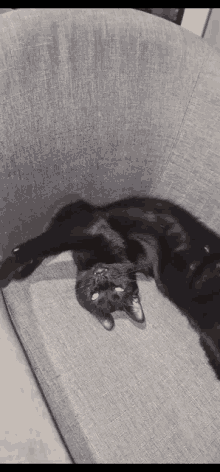 Lewinthecat GIF