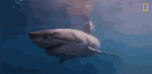 Great White Shark National Geographic GIF - Great White Shark National Geographic Sharks Of Bermuda Triangle GIFs
