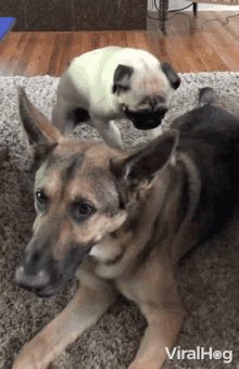 Massage Massaging Pug GIF - Massage Massaging Pug Let Me Help You Relax GIFs