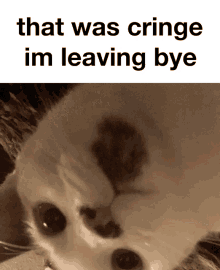 bye cat
