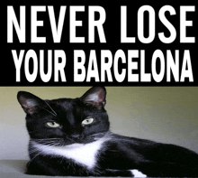 a black and white cat is on a poster that says " never lose your barcelona "