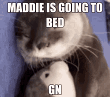 Maddie Maddiefur GIF - Maddie Maddiefur Gn GIFs