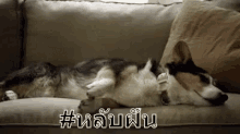 หลับฝัน นอนหลับ หมา GIF - Dream Dreaming Sleep GIFs