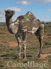 a picture of a camel with camouflage paint on it