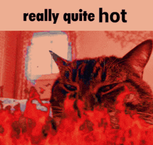 Really Quite Hot Heat GIF - Really Quite Hot Heat Hot Cat GIFs