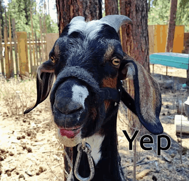 Lipstick Goat GIF Lipstick Goat Hawncho Discover Share GIFs