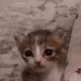Xafer Catcrying GIF - Xafer Catcrying Cryingcat GIFs