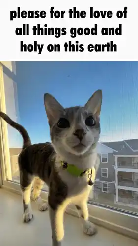 Cat Judgemental GIF - Cat Judgemental Stare GIFs