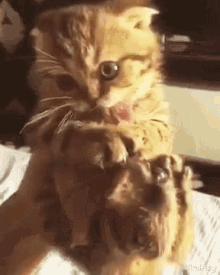 Viralhog Cat GIF - Viralhog Cat Cling GIFs